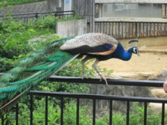 多摩動物公園のクジャク.jpg