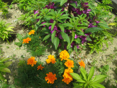 １学期に植えましたマリーゴールド・ホウセンカ.jpg