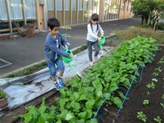 かぶの水やり.jpg