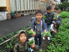 ラディッシュの収穫♪ (2).jpg