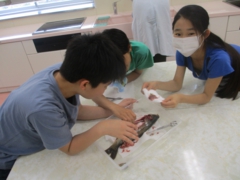 コイの解剖　協力して行いました.JPG