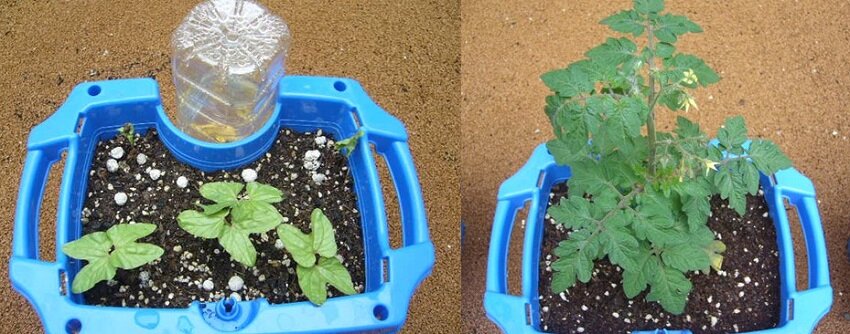 学園長ブログ ぐんぐん育て 杉並区立 小中一貫教育校 高円寺学園