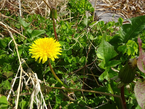 タンポポ.JPG