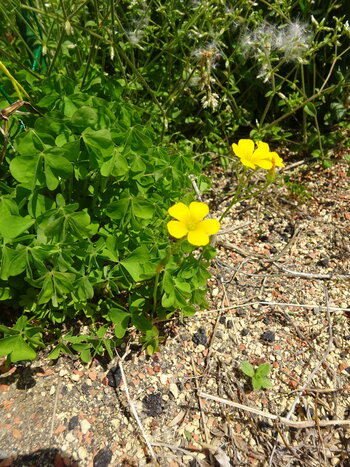 カタバミ２.JPG