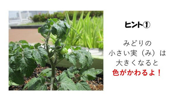 トマトヒント.JPG