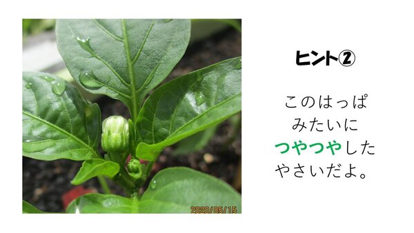 ピーマンヒント.JPG