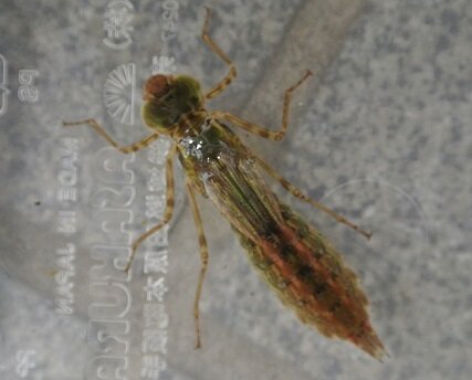 DSC_1652 - コピー.JPG