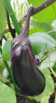 eggplantfruits.jpg