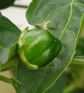 greenpepper_s.jpg