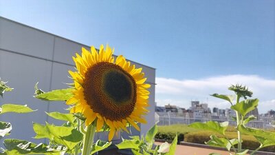 sunflower1.jpg