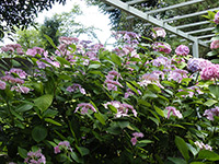 初夏・花とみどりのこみち